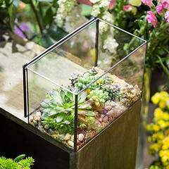 Caja Rectangular De Cristal Transparente Para Terrario - Danielle's Store