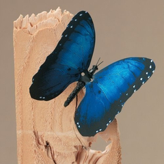 Elegante Mariposa Blue Morpho -, Animada