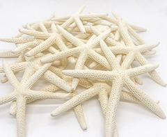 20 Estrellas De Mar De Dedos Blancos De 4'' A 6'' - tienda online