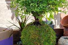 Supermoss (29346) Jardinera Kokedama, 4, Verde Fresco en internet