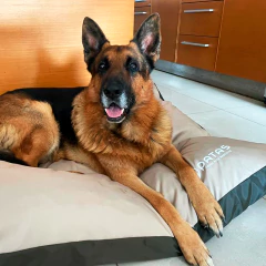 CAMITA PERRO/GATO ANTIDESGARRO - RECTANGULAR - PATAS.TIENDA