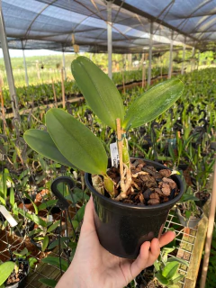 Corte de Lc. Aloha case Ching Hua - Orquidário Progresso