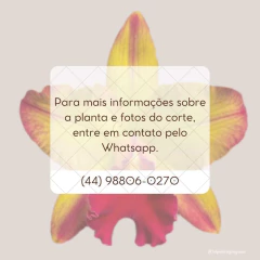 Corte de Cattleya walkeriana pelórica (1) - comprar online