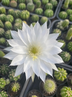 Echinopsis subdenudata