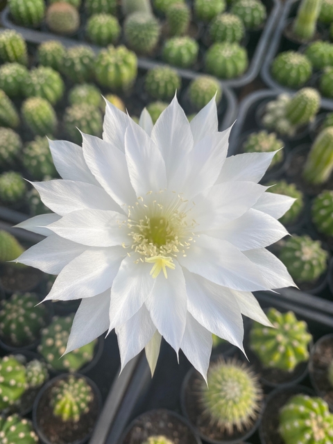 Echinopsis subdenudata