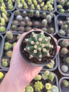 Echinopsis subdenudata na internet