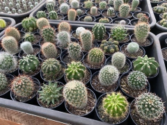 Kit com 10 mini Cactos (vaso n•6) - loja online