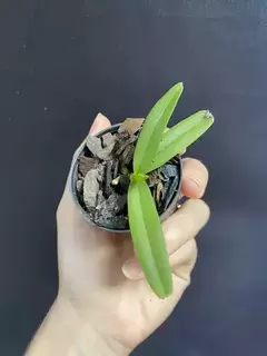 Rhynchostylis Gigantea Orange Self - comprar online