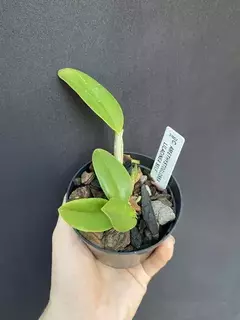 Cattleya Amethystoglossa Lilacinea Self - MUDA - comprar online