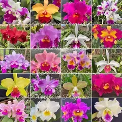 Cattleya adulta plantada em vaso cuia pronta para pendurar