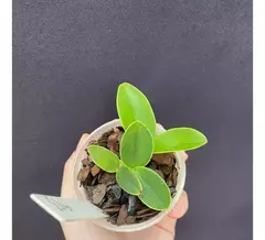 Muda de Cattleya Nobilior Alba - Orquidário Progresso