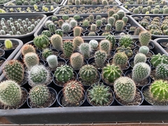 Kit com 10 mini Cactos (vaso n•6) - comprar online