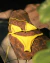 Calcinha Bia amarelo - Cor do Mar