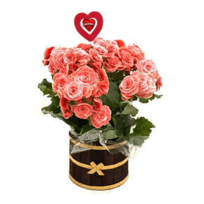 Begônia Délicatesse