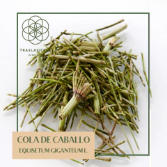 Cola de Caballo - 1kg en internet