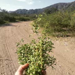 Incayuyo en internet