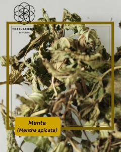 Menta - 250grs - comprar online