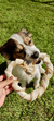 Crush Pet - Pele Bovina em Coração na internet