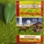 Erva Mate - Madrugada Requinte - 1kg - Embalada a Vácuo - comprar online