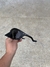 Plantaris Black - LINHA PREMIUM na internet