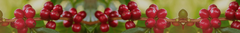 Banner da categoria Nossos Cafés Especiais