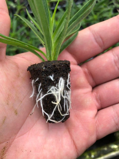 Plug de enraizamento e germinação - GO PLUG WEEASY - Pacote 6 unidades - comprar online
