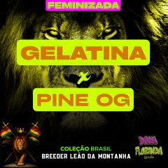 Gelatina Pine OG - Feminizada fotoperíodo