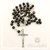 Rosario de Vidrio - Rapallo en internet