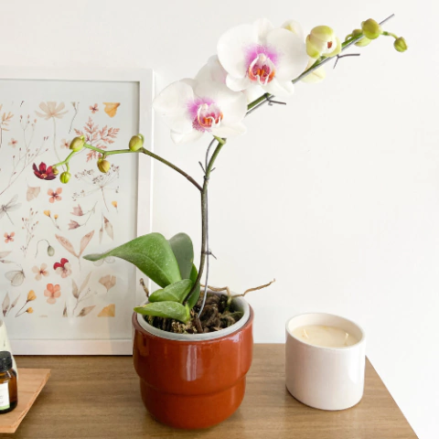 Orquídeas - comprar online