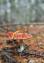 Amanita II - comprar online