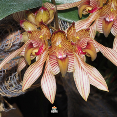 BULBOPHYLLUM BICOLOR - MUDA - comprar online
