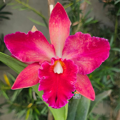 BLC. VALLEZAC EVELYN - comprar online