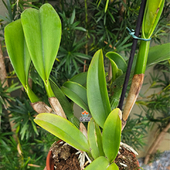 RLC. STAR OF SIAM na internet