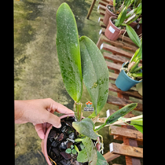 BLC. VALLEZAC EVELYN na internet