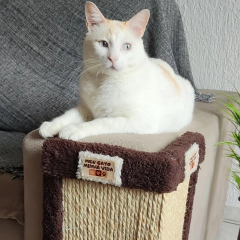 Protetor de Sofá e Arranhador de Gatos Sustentável de Luxo - 2 Peças - Meu Gato Minha Vida - Arranhadores, Casinhas e Caminhas Sustentáveis para seu pet gato