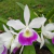 Blc. Hawaiian Star