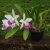 Blc. Hawaiian Star - comprar online