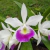 Blc. Hawaiian Star na internet