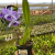 Lc. Mary Elizabeth Bohn "Royal Flare" P11 - comprar online