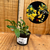 Dendrobium (Jenkinsii x Lindleyi Majus) toquinho na internet