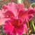 Blc. Pumpkin Festival "For Queen" P11 - comprar online