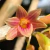 Dendrobium Usitae P11 - comprar online