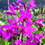Cattleya Bowringiana Var. Rubra P15 - comprar online