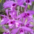 Dendrobium Anosmum Tipo P15 - comprar online