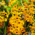 Dendrobium Fimbriatum P15 - comprar online