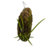 Brassavola - comprar online
