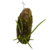 Brassavola na internet