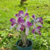 Cattleya Interglossa - comprar online
