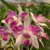 Cattleya Interglossa na internet