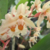 Coelogyne Sulphurea